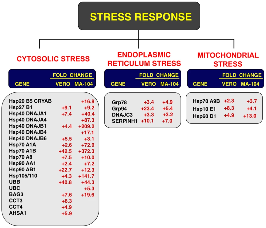 Cellular stress responses induced by rSARS-CoV-ΔE infection.