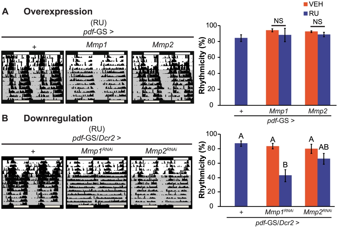 Mmp1 modulates behavioral rhythmicity.