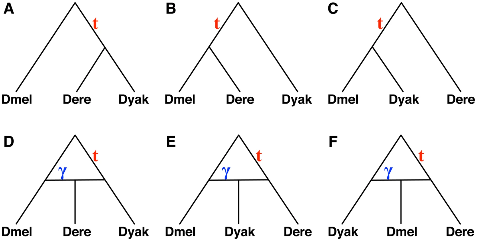 Six hypotheses for the evolutionary history of a <i>Drosophila</i> data set.