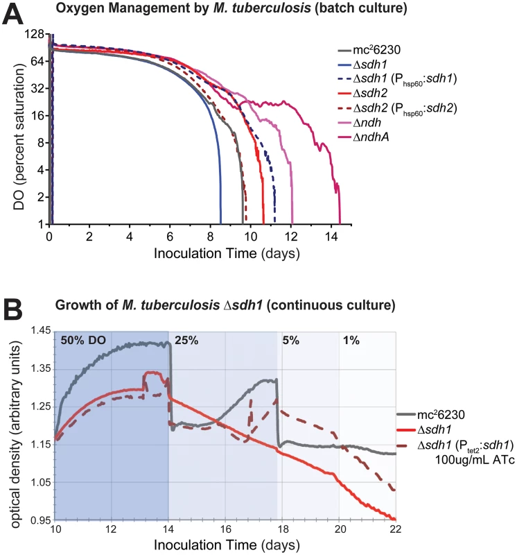 ETC mutants display disrupted oxygen consumption which negatively affects growth rates.
