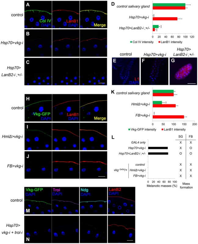 Laminin alone sufficiently blocks melanotic mass formation.