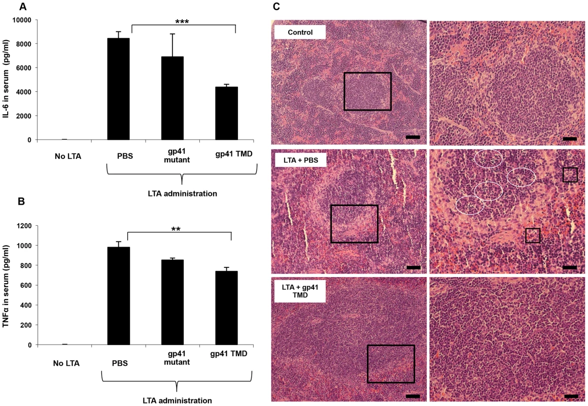 The gp41 TMD reduces serum cytokine levels in vivo and protects from consequential spleen damage.