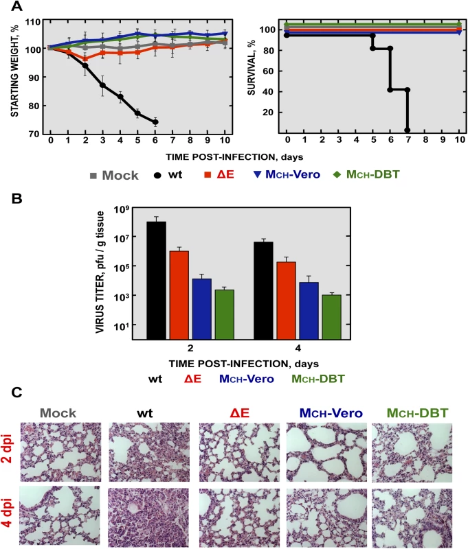 Virulence and viral growth of SARS-CoV-∆E after serial passage in cell culture.