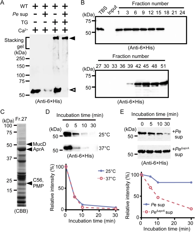Polymerized drosocrystallin protects against AprA.