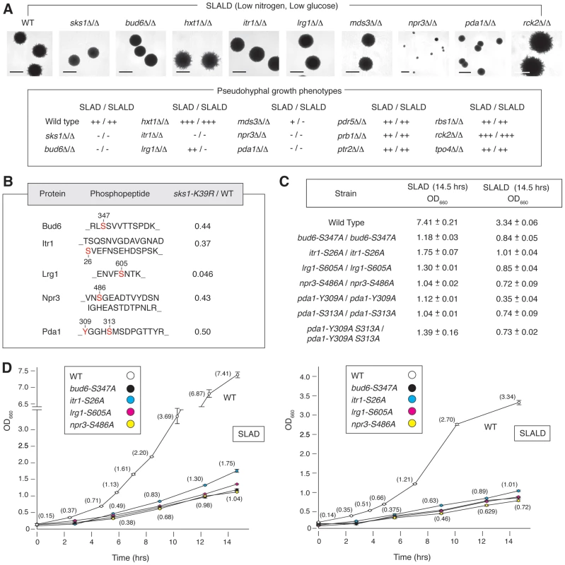 Phenotypic analysis of homozygous diploid mutants corresponding to a subset of Sks1p-dependent phosphoproteins identified by mass spectrometry.