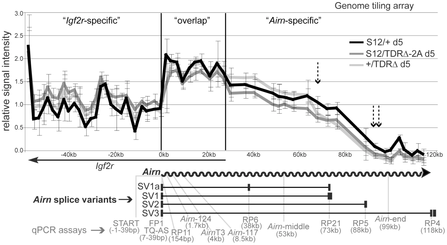 Tandem direct repeats play a role in <i>Airn</i> processivity.