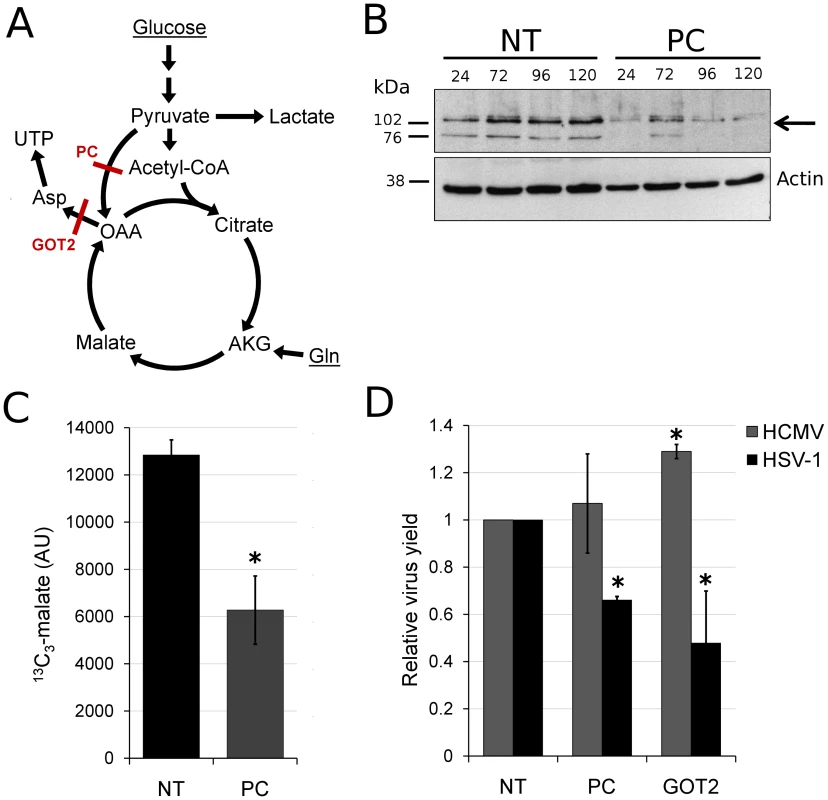 HSV-1 replication is inhibited by reducing flux from glucose toward pyrimidine nucleotide synthesis.