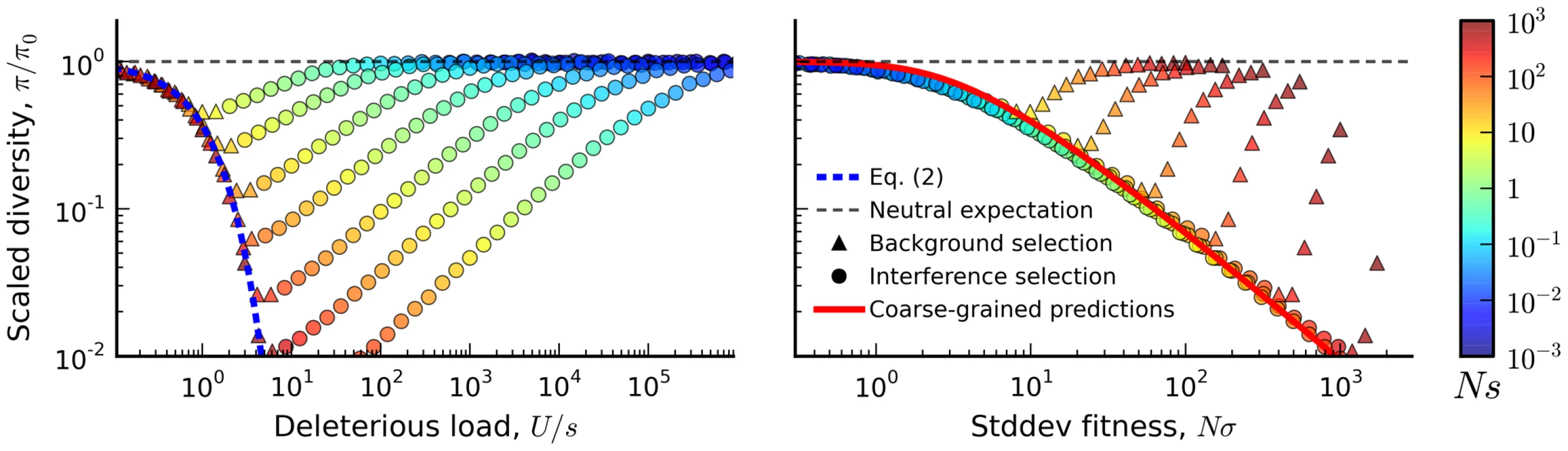 The average reduction in silent site diversity relative to the neutral expectation.