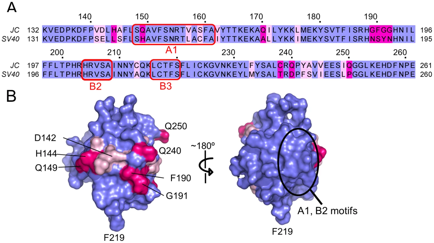 The structure of the JCV T-ag OBD viewed in terms of residues that are identical conserved, or not conserved, with the SV40 T-ag OBD.