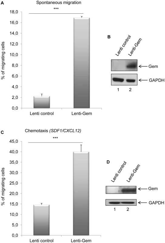 Gem expression is sufficient to increase chemokinesis and chemotaxis.