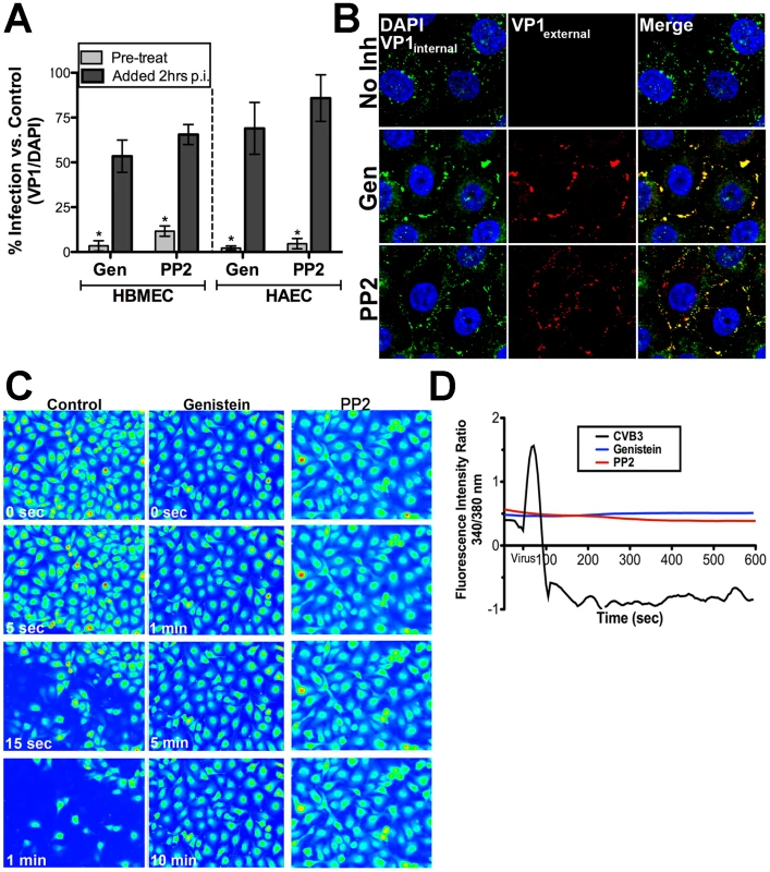 Src Family Tyrosine kinases are upstream of intracellular Ca<sup>2+</sup> release in response to CVB3.