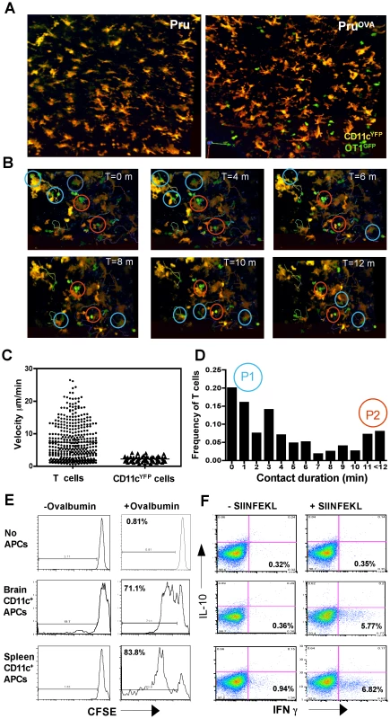 CNS resident CD11c<sup>+</sup> cells are efficient antigen presenting cells.