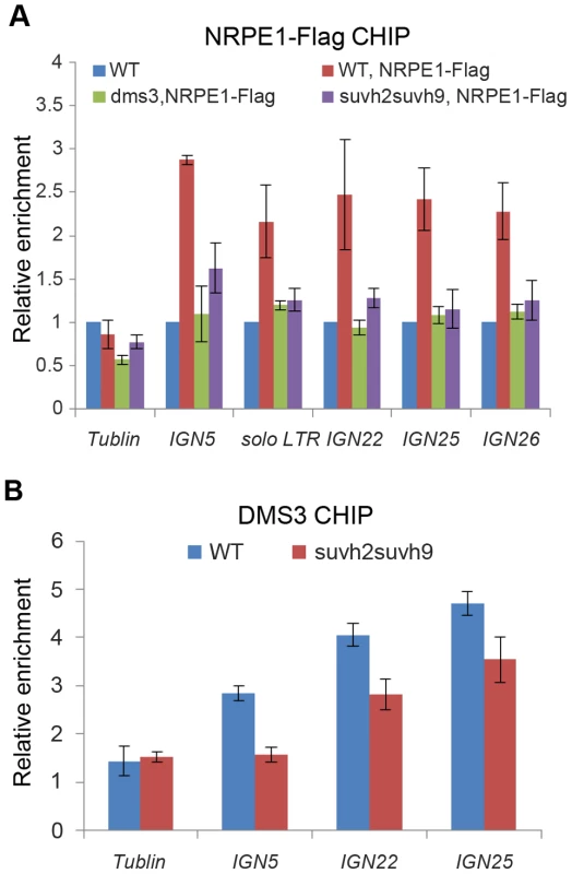 Effect of <i>suvh2</i> and <i>suvh9</i> on the occupancy of Pol V and the DDR complex at RdDM loci.
