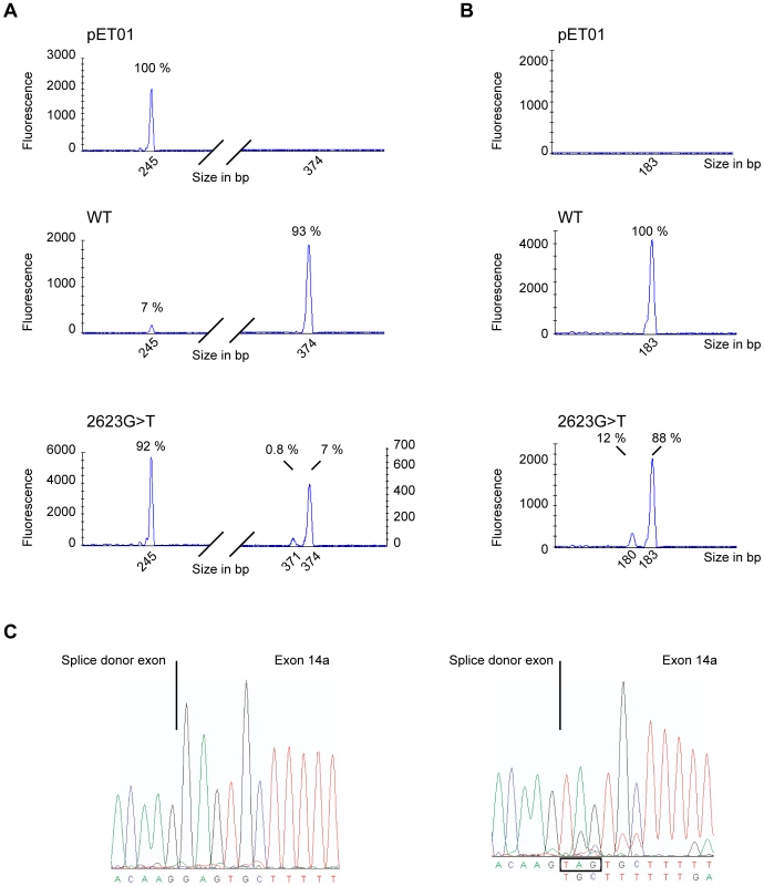 Hybrid minigene splicing assays.