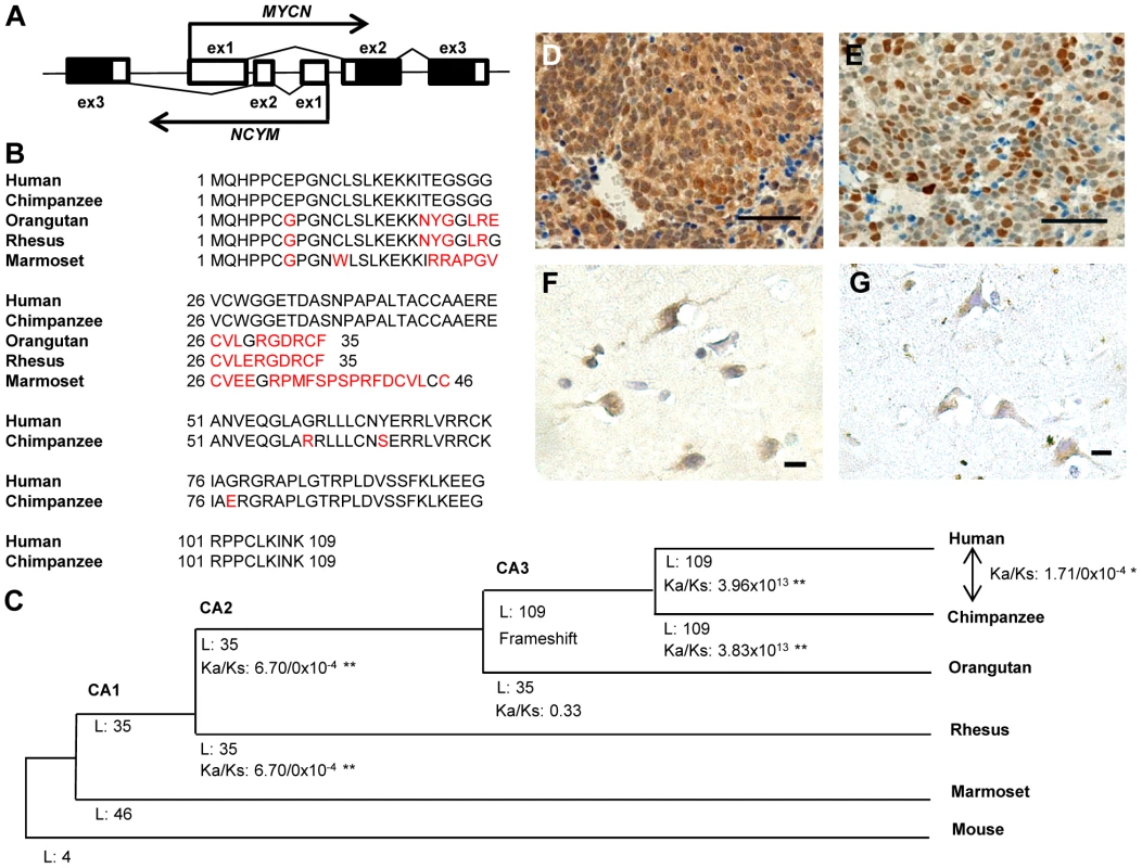 <i>NCYM</i> encodes a <i>de novo</i> evolved protein in humans.