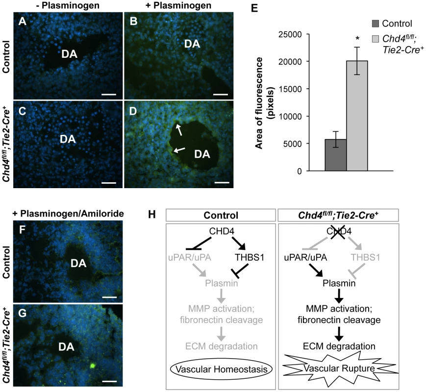 Excessive plasmin activity is detected around rupture-prone <i>Chd4<sup>fl/fl</sup>;Tie2-Cre<sup>+</sup></i> blood vessels.