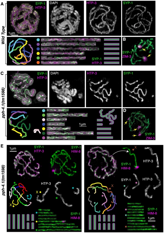 Multiple synaptic aberrations are found in <i>pph-4.1</i> mutants.