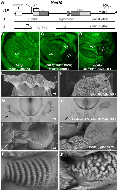 <i>Med19</i> mutations affect cell viability and Hox-related developmental processes.