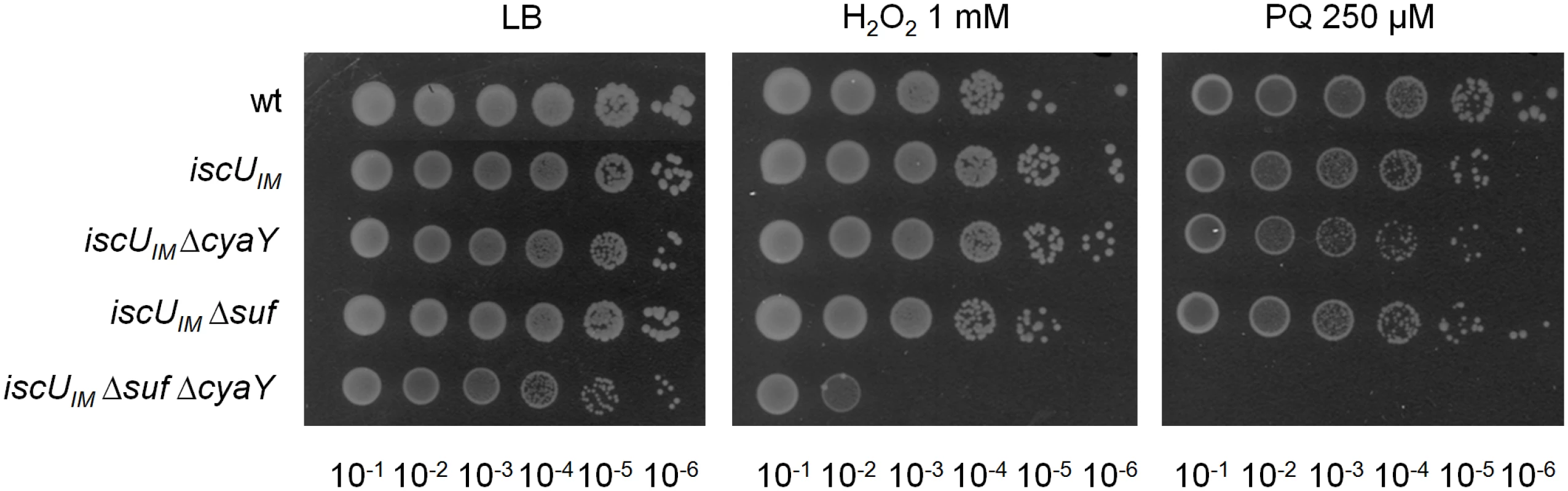 The <i>iscU</i><sub><i>IM</i></sub> Δ<i>suf</i> Δ<i>cyaY</i> strain is hypersensitive to oxidative stress.