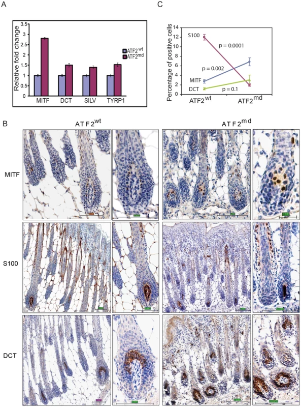 ATF2 negatively regulates MITF in melanocytes.