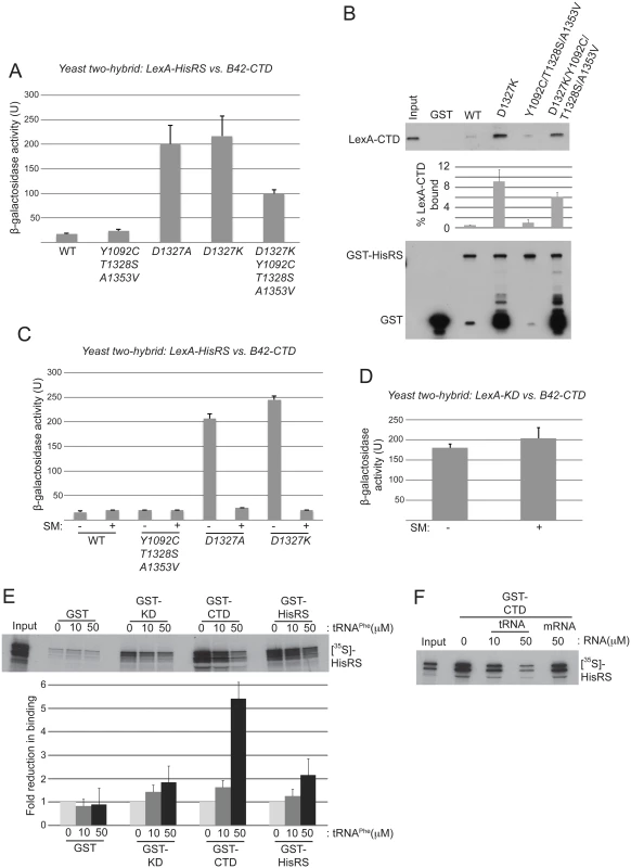 Gcn<sup>-</sup> substitutions D1327A/D1327K strengthen HisRS/CTD domain interaction in a manner antagonized by uncharged tRNA.
