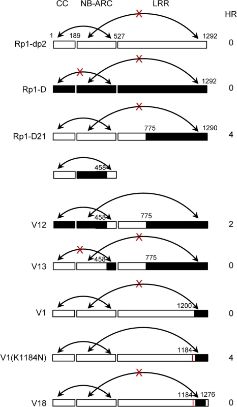 Schematic diagram of the intra-molecular interactions and HR phenotype of the constructs indicated, summarizing the data shown in <em class="ref">S7 Fig</em>. in which the various domains were co-expressed and co-immunoprecipitated <i>in trans</i>.