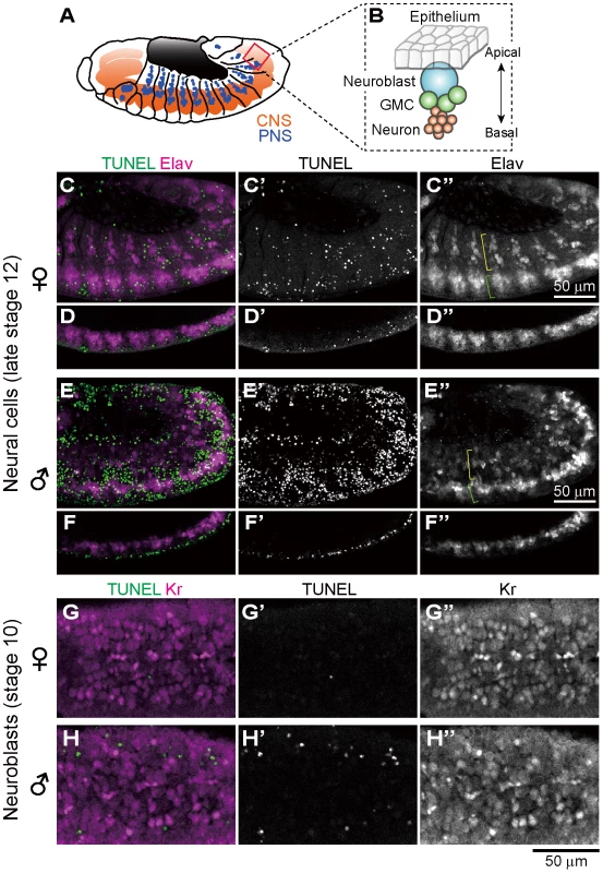 Ectopic cell death and neural defects in <i>Spiroplasma</i>-infected male embryos of <i>D. melanogaster</i>.
