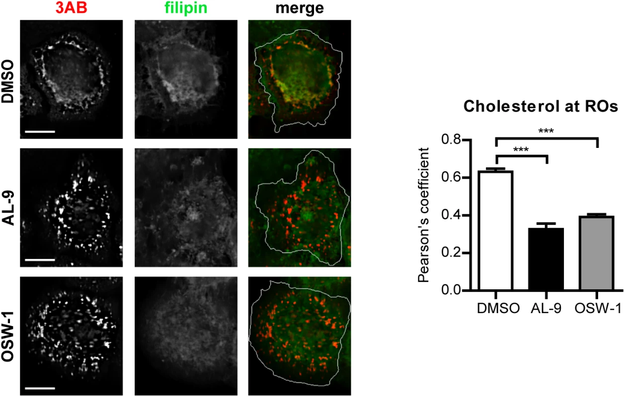Cholesterol delivery to EMCV ROs depends on PI4KA and OSBP activities.