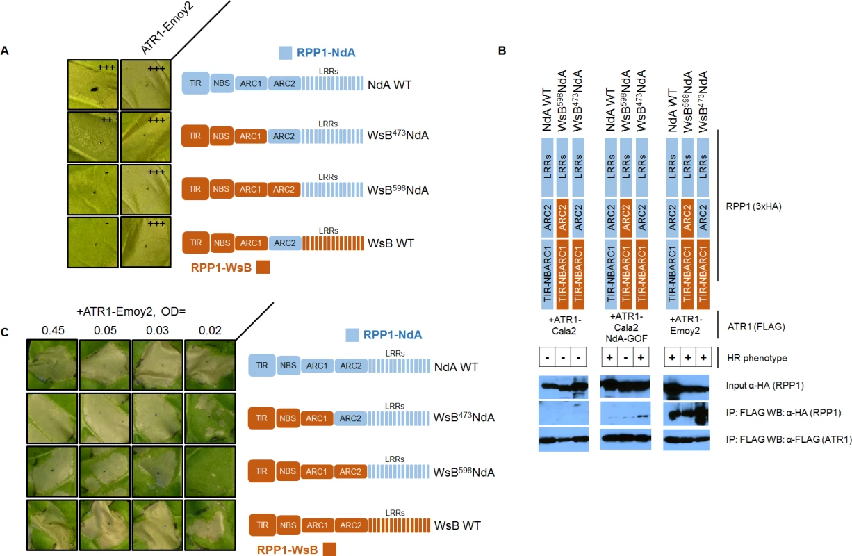 The RPP1-NdA ARC2 subdomain contributes to specificity by facilitating receptor activation.