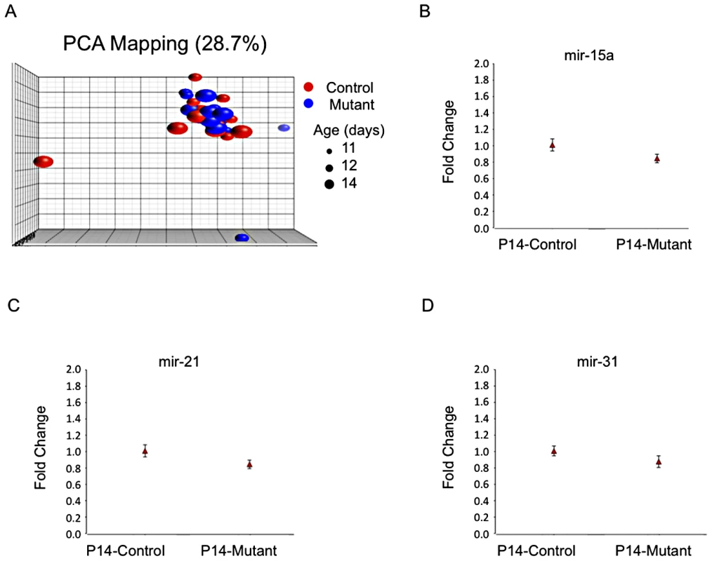 No evidence for distinct microRNA expression patterns.