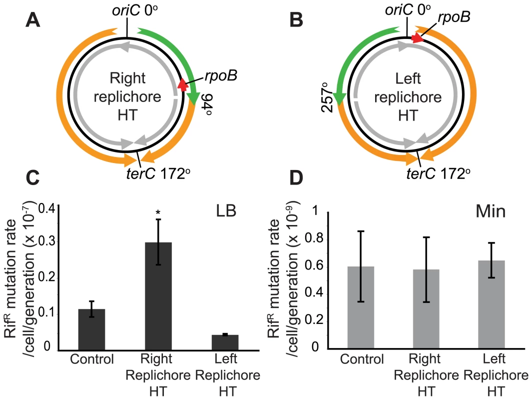 Increased mutation rate of a gene within the inversion in the HT strain.