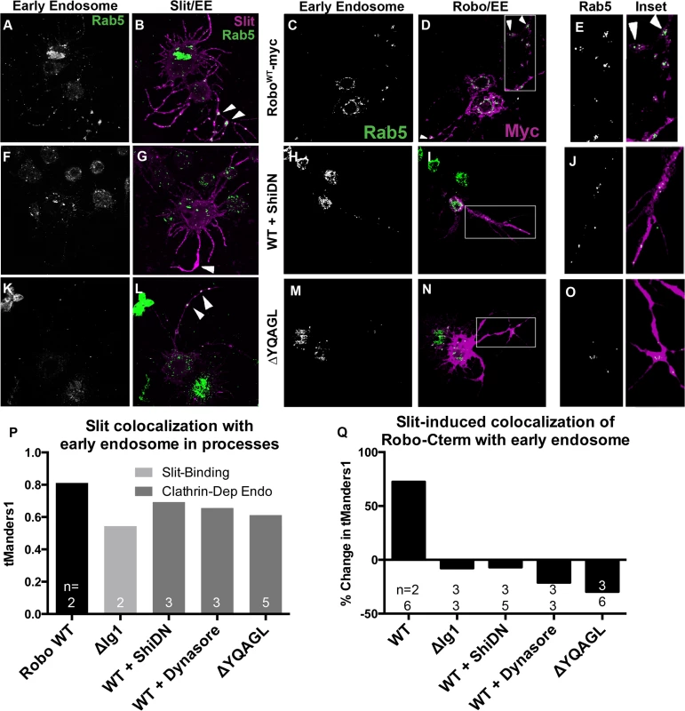 Slit induces Robo colocalization with Rab5 in cell processes.