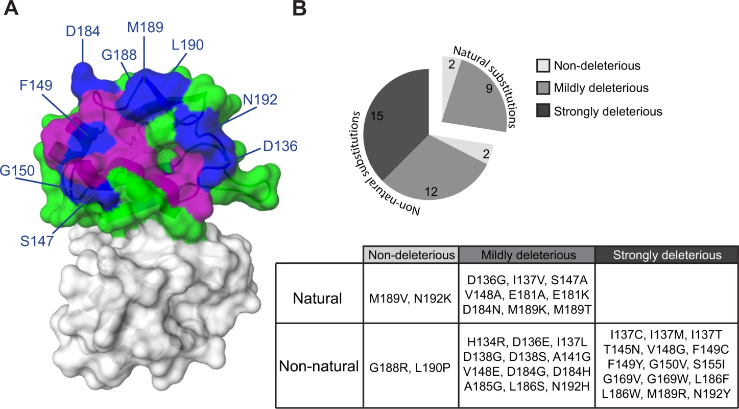 Effects of single amino acid substitutions in the Pab1 RRM2 domain on its interaction with eIF4G1.
