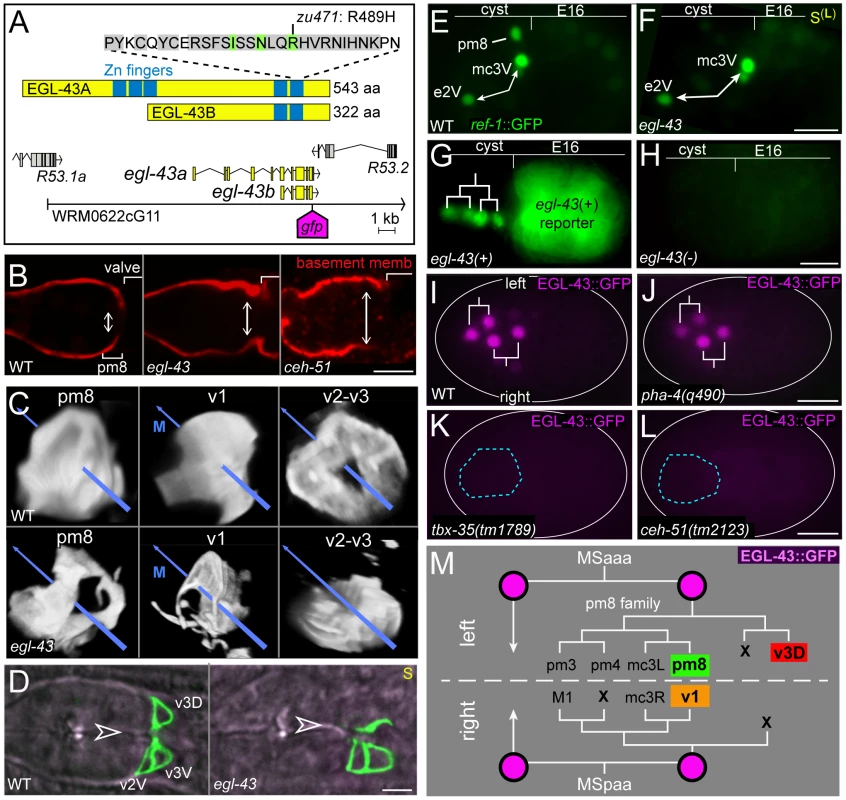 EGL-43 expression and <i>egl-43</i> mutant phenotypes.
