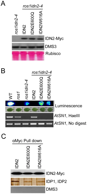 Effect of the mutations in the IDN2 XH domains on the IDN2 complex in <i>Arabidopsis</i>.