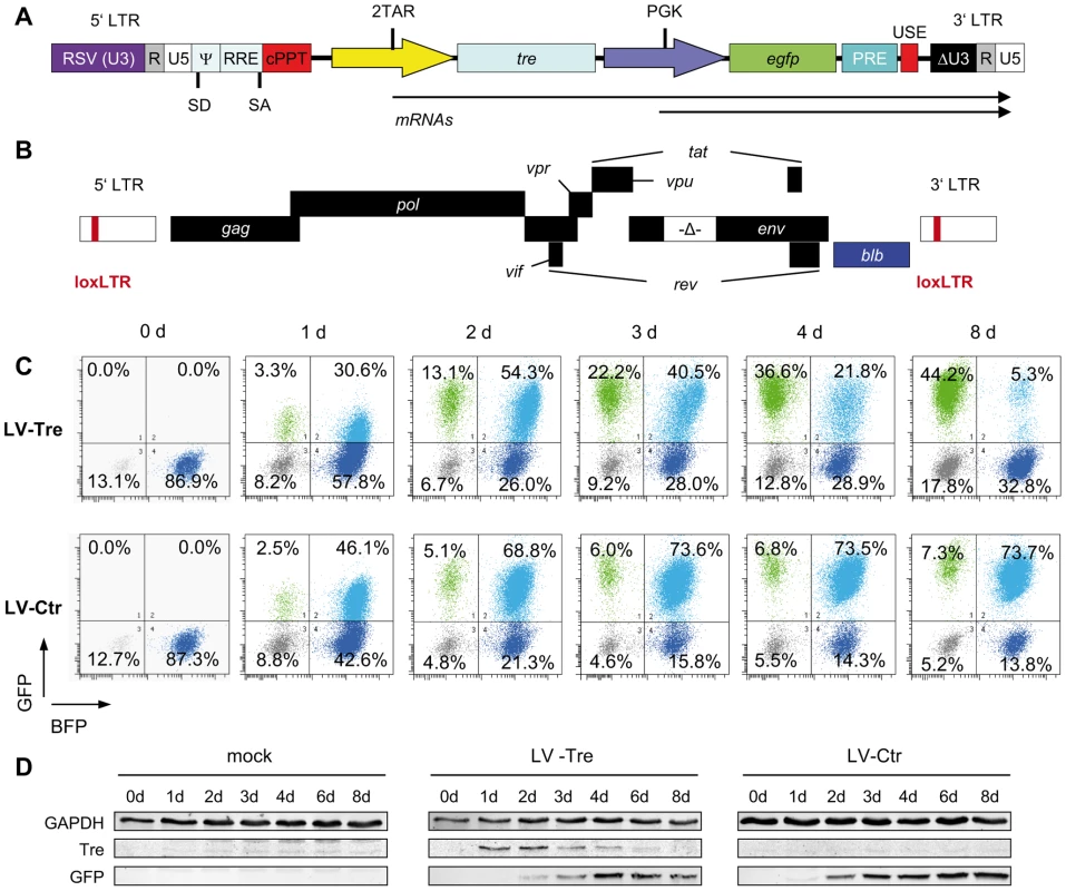 Tre-mediated antiviral activity by conditional transgene expression.