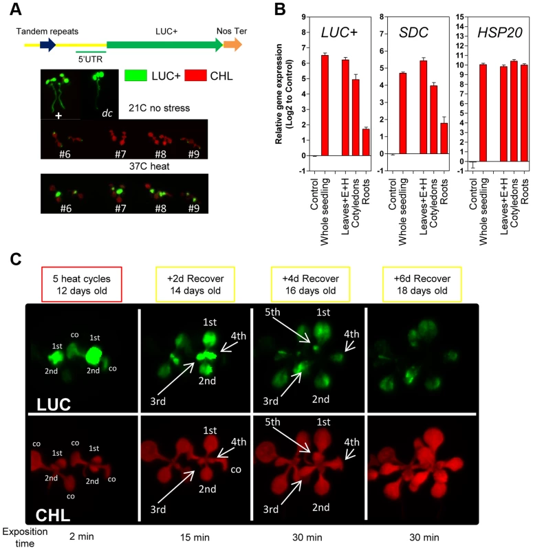 Tissue-specific heat-induced release of <i>SDC</i> gene silencing.