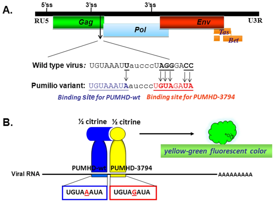 Schematic presentation of the pumilo-based BIFC system designed for pcPFV/gag-pum.