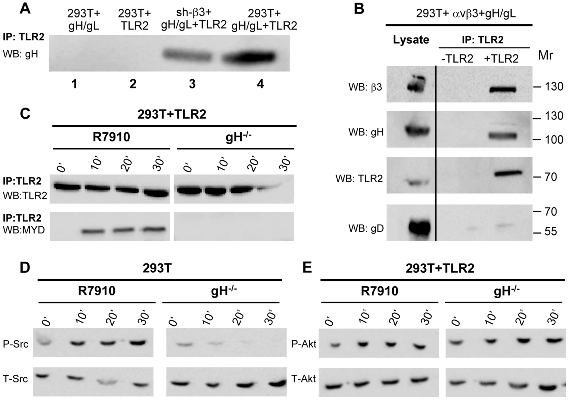 Interaction of gH with TLR2 and β3-integrin, and failure of gH<sup>−/−</sup> virions to elicit the innate response.