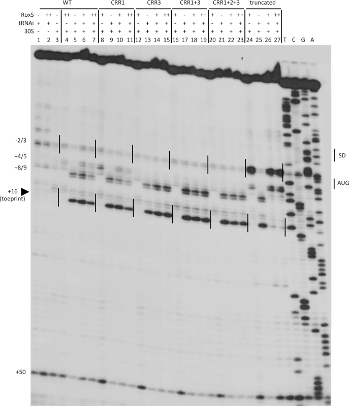 Inhibition of initiation complex formation on the <i>sucC</i> mRNA by RoxS <i>in vitro</i>.