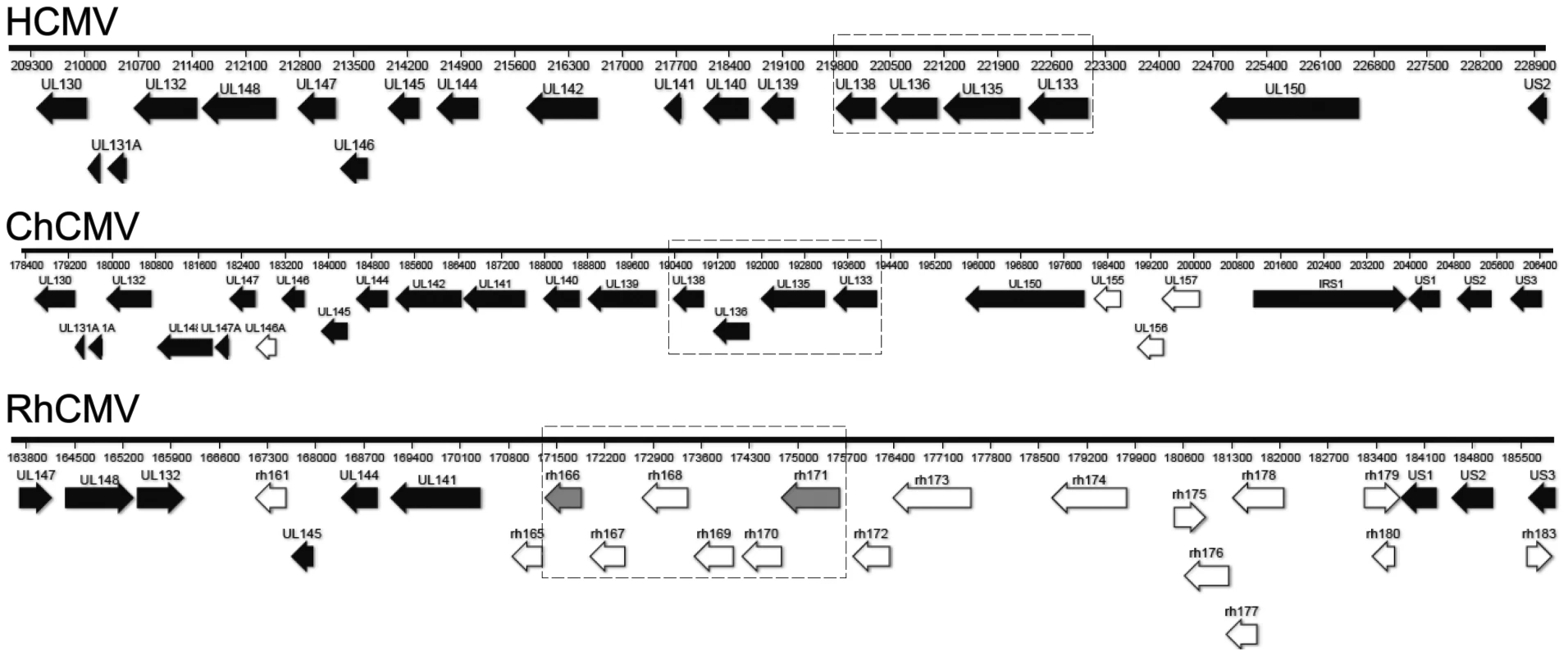 Orthologues to <i>UL133-UL138</i> locus proteins.