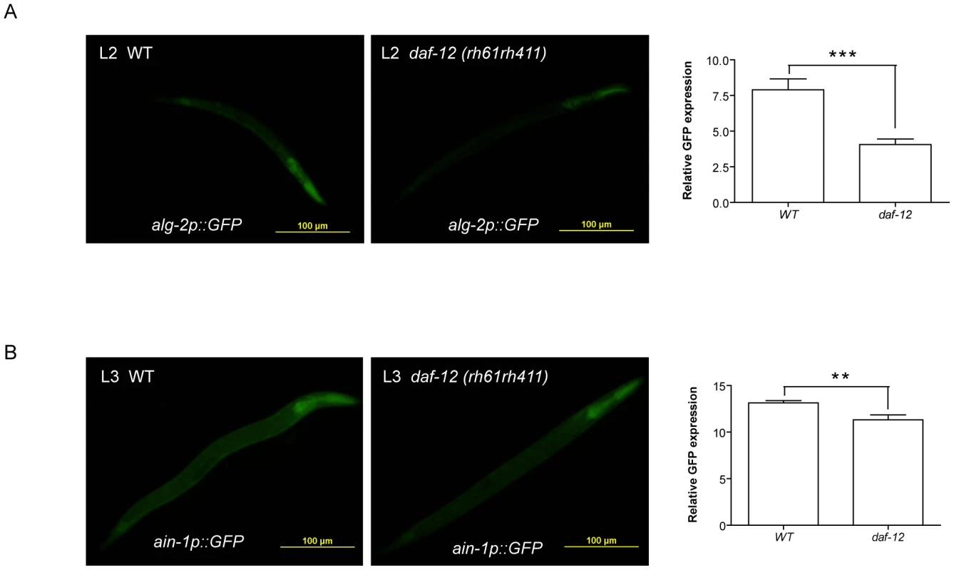 DAF-12 regulates expression of miRISC genes.