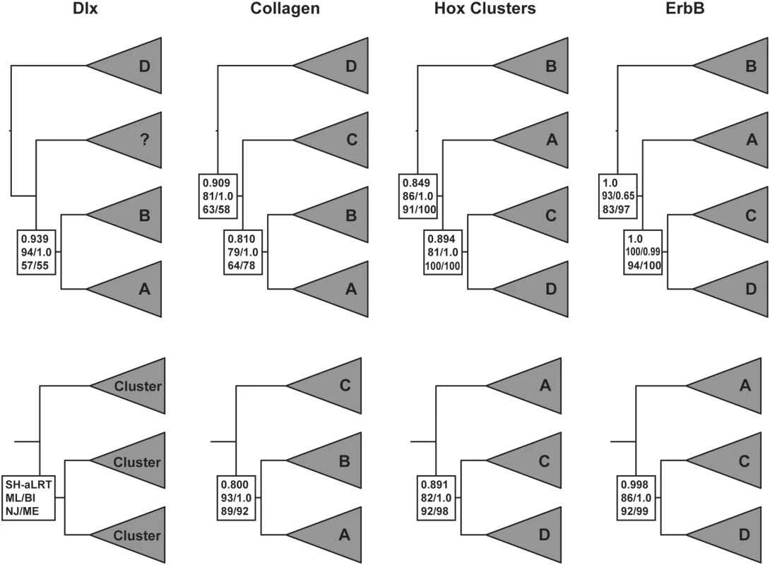 Gene trees for the “core” <i>Hox</i> paralogon.