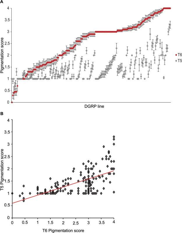 Natural variation in female abdominal pigmentation.