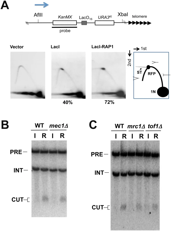 DNA replication fork pausing at the LacO<sub>16</sub> repeat after LacI-Rap1 expression.