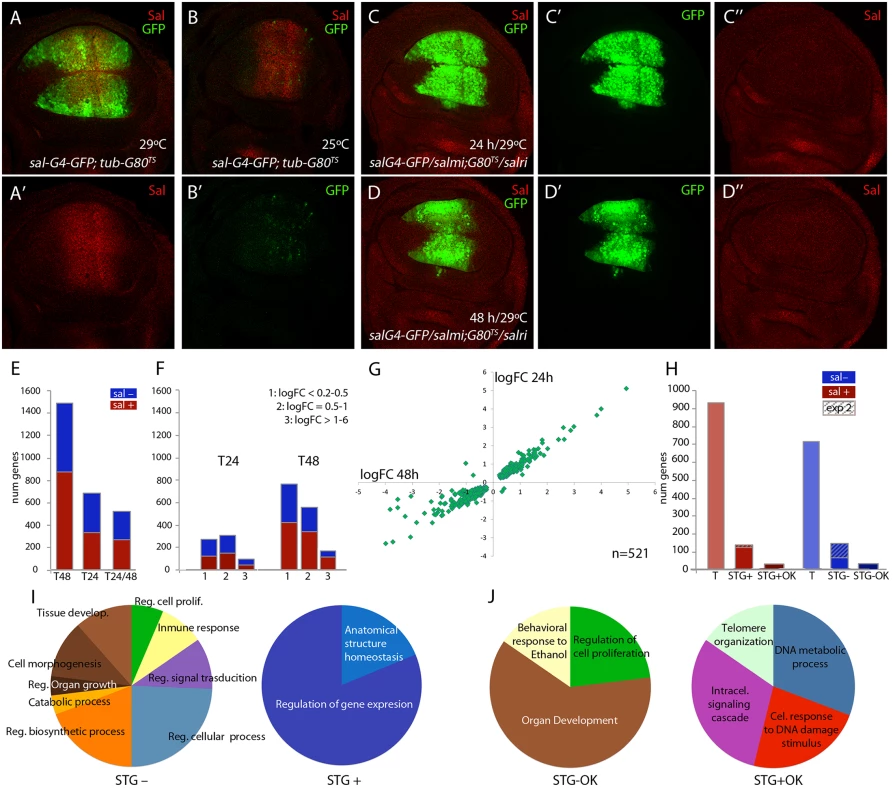 Global results of the genome-wide transcriptional changes observed in wing discs with reduced expression of <i>salm</i> and <i>salr</i>.
