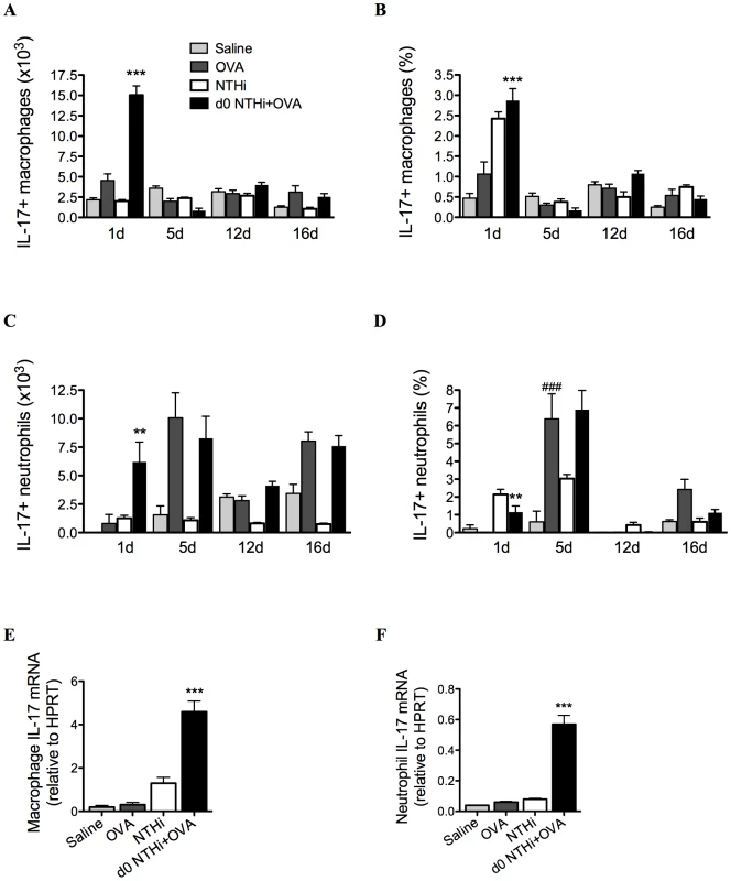 NTHi infection induces early IL-17 production from lung macrophages and neutrophils in neutrophilic AAD.