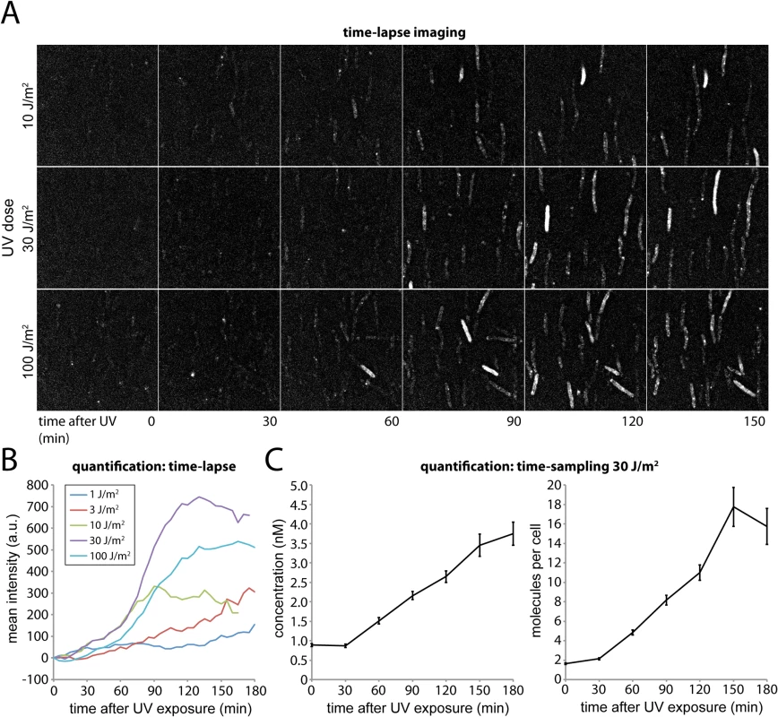 Monitoring DNA damage induced expression of UmuC-mKate2 using time-lapse and time-sampling analysis.