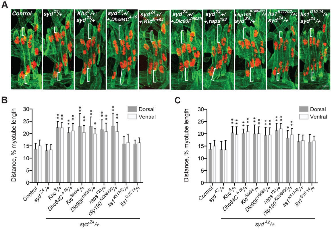 <i>syd</i> genetically interacts with factors required for myonuclear positioning.