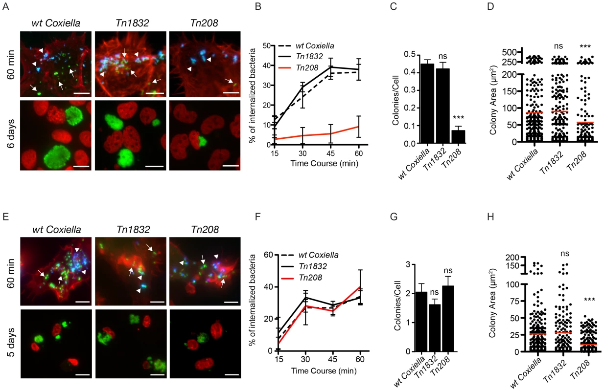 <i>Coxiella</i> OmpA is involved in host cell invasion and intracellular replication.
